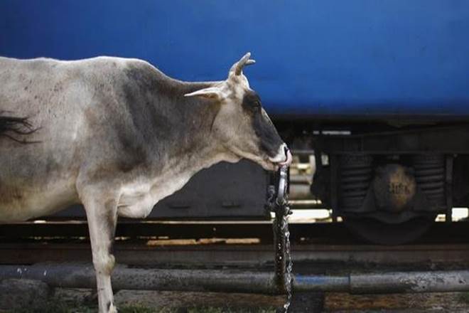 Animal markets, pashu haat, pashu mela, buy cattle, slaughtering cow, environment ministry, cruelty to animals, bulls, cows, buffalos, camels Animal markets, pashu haat, pashu mela, buy cattle, slaughtering cow, environment ministry, cruelty to animals, bulls, cows, buffalos, camels