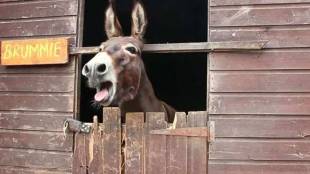 uttar pradesh police, up jailed donkeys, up donkeys in jail, yogi adityanath, orai district jail