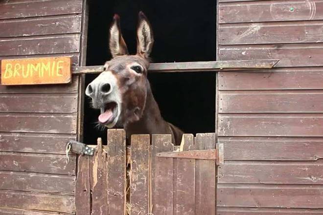 uttar pradesh police, up jailed donkeys, up donkeys in jail, yogi adityanath, orai district jail uttar pradesh police, up jailed donkeys, up donkeys in jail, yogi adityanath, orai district jail