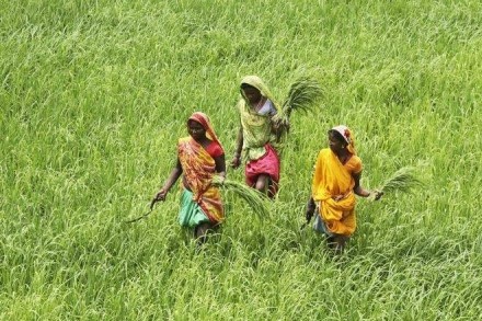 Farm tax, economist, economist talks, drawing the distinction, talks of drawing the distinction, rich and poor farmers, agriculture incomes, farm income, taxation. income tax