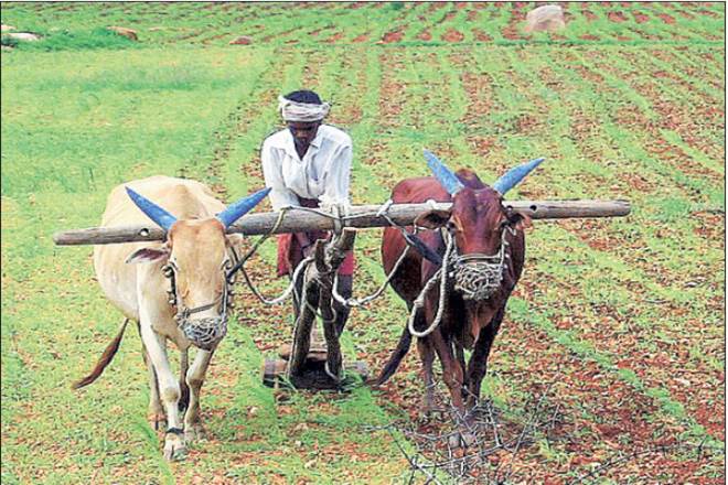 Big win for Devendra Fadnavis, deregulating agri markets move pays off as Rs 4,200 cr revenue registered in 2 years Big win for Devendra Fadnavis, deregulating agri markets move pays off as Rs 4,200 cr revenue registered in 2 years