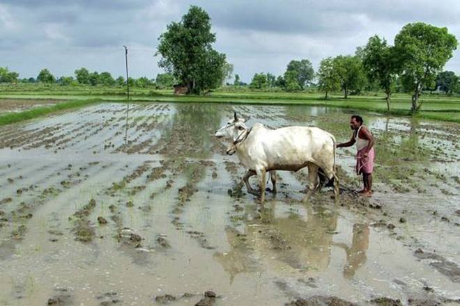 Maharashtra government is ready to provide the state farmers financial incentives through integrated schemes of up to Rs 50 lakh. (Reuters) Maharashtra government is ready to provide the state farmers financial incentives through integrated schemes of up to Rs 50 lakh. (Reuters)