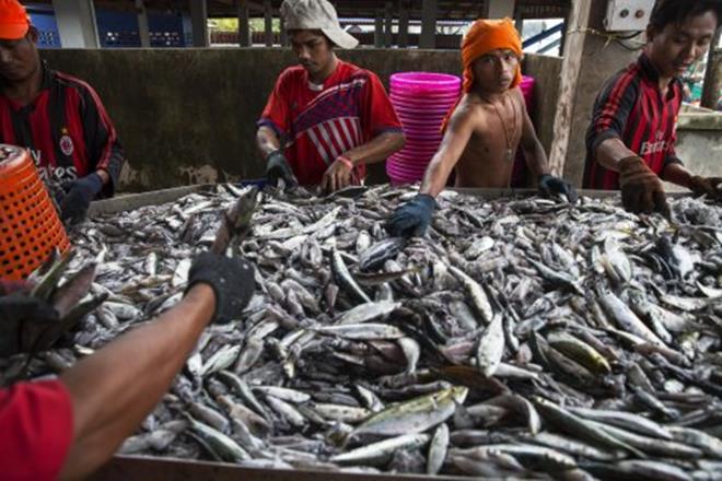 fish, all fish stores, all fish stores reuters, reuters all fish stores, all fish stores in india, india fish