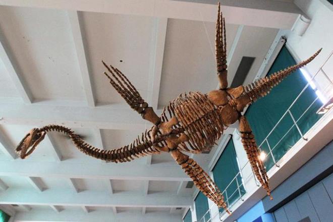 fossil reptile , russia, Plesiosaur marine reptiles, fossil of bus size, biology, Belgium, Jurassic extinction, Age of Dinosaurs