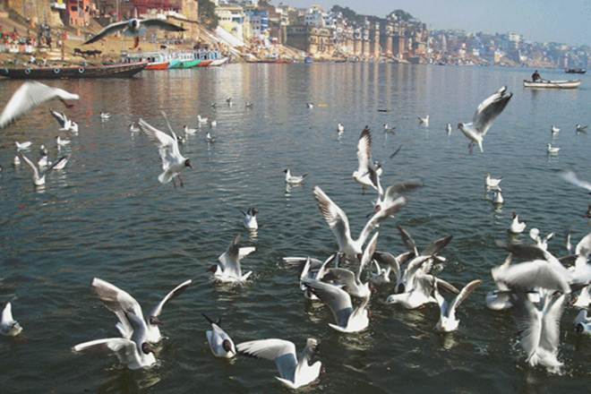 narendra modi, aquatic life, Ganga river, Uttar Pradesh, forests, wildlife