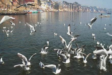 narendra modi, aquatic life, Ganga river, Uttar Pradesh, forests, wildlife