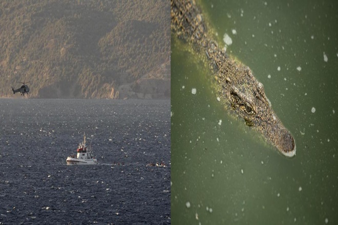 goa brdge collapse, goa crocodiles, crocodiles rescue operations, crocodile victims, goa bridge collapse victims