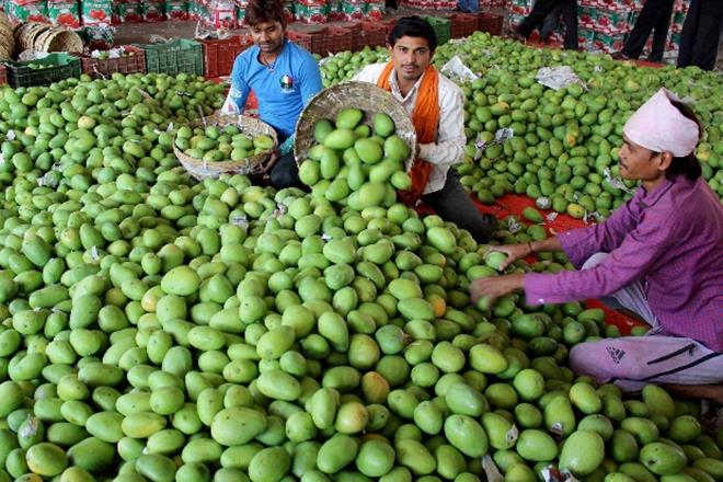 The dream of Uttar Pradesh farmers of bulk-exporting their delicious mangoes to Iran, which could fetch them good money, has turned sour after a massive sandstorm hit the state earlier last week. (PTI) The dream of Uttar Pradesh farmers of bulk-exporting their delicious mangoes to Iran, which could fetch them good money, has turned sour after a massive sandstorm hit the state earlier last week. (PTI)