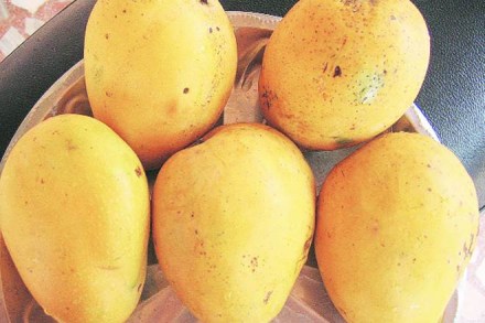 Banaganapalle mangoes, mango from Andhra Pradesh, Geographical Indication, GI Registry, APTDC, Technology Development, agro-climatic