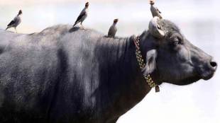 India, India buffalo meat exports, Buffalo meat export,  Muslim-dominated meat industry, Narendra Modi, Agricultural and Processed Food Products Export Development, dairy production