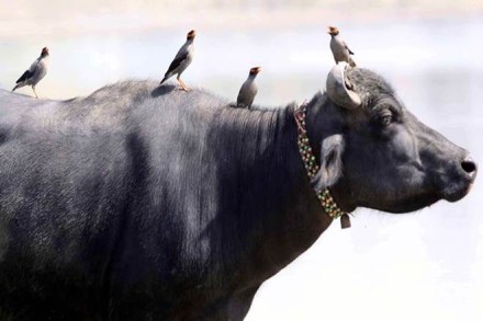 India, India buffalo meat exports, Buffalo meat export,  Muslim-dominated meat industry, Narendra Modi, Agricultural and Processed Food Products Export Development, dairy production