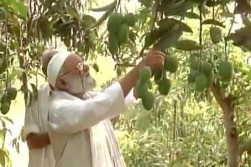 yogi adityanath, mango, mango new variety, yogi adityanath mango, uttar pradesh mango, Kalimullaha mango