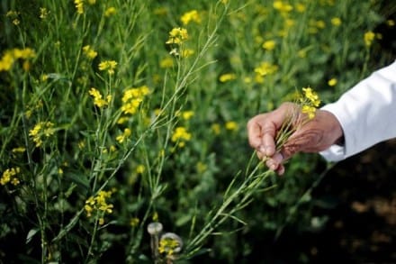 genetically modified mustard, genetically modified mustard cultivation agricultural scientist, gm mustard, gm mustard cultivation