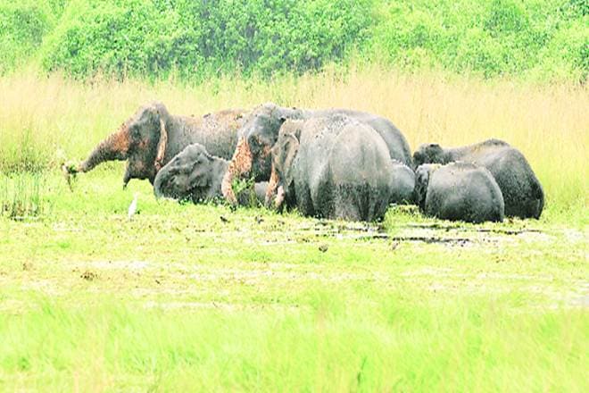 According to Save the Elephant Foundation, the population of forest elephants fell by 62% between 2002-2011. According to Save the Elephant Foundation, the population of forest elephants fell by 62% between 2002-2011.