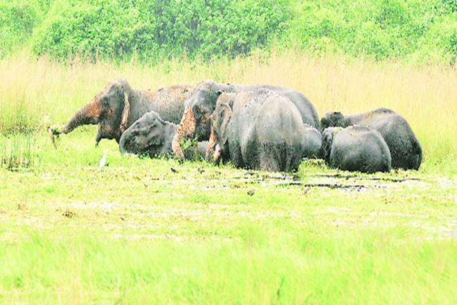 According to Save the Elephant Foundation, the population of forest elephants fell by 62% between 2002-2011. According to Save the Elephant Foundation, the population of forest elephants fell by 62% between 2002-2011.