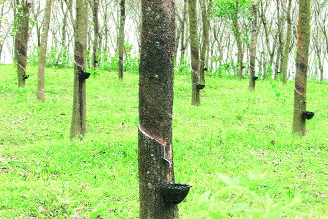 The shortfall is expected to progressively widen from April 2017 to reach 688,000 tonne in June 2017. The shortfall is expected to progressively widen from April 2017 to reach 688,000 tonne in June 2017.