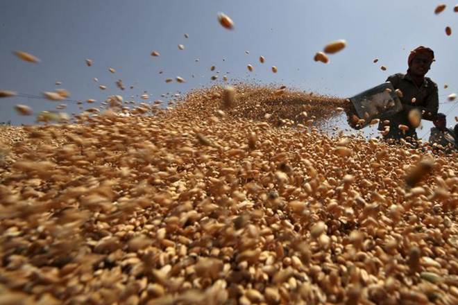 Unsold wheat at Indian ports highlights the plight faced by global grains trading companies amid a global supply glut. (Reuters)