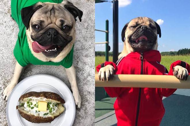 Doug, Doug the Pug, 8 mn followers, 8 mn followers social media, Leslie Mosier, Doug the Pug Facebook, Doug the Pug Instagram, Doug the Pug Twitter, Doug the Pug photos, Doug the Pug videos, Doug the Pug followers, Doug the Pug Tennessee, entertainment