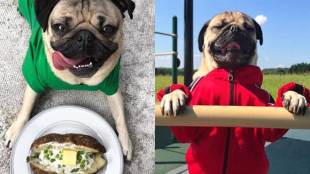 Doug, Doug the Pug, 8 mn followers, 8 mn followers social media, Leslie Mosier, Doug the Pug Facebook, Doug the Pug Instagram, Doug the Pug Twitter, Doug the Pug photos, Doug the Pug videos, Doug the Pug followers, Doug the Pug Tennessee, entertainment