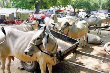 Benefits of cow milk, benefits of cow urine, benefits from cow, Panchagavya, research on cow, research benefits on cow, cow updates, benefits from cow products