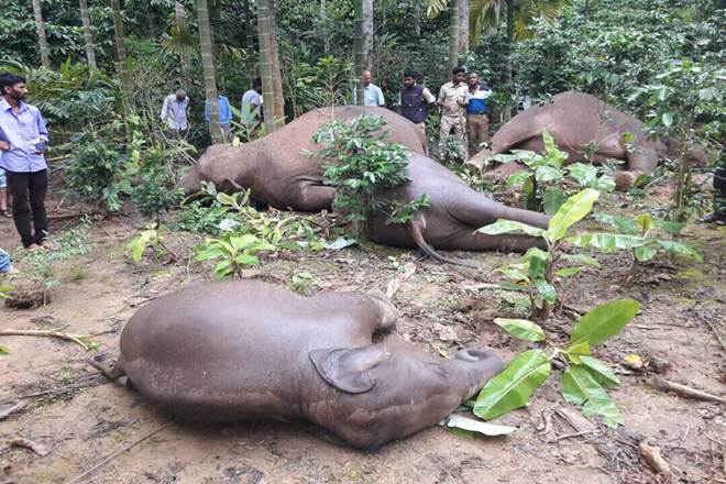 Four elephants electrocuted in Virajpet, human elephant conflict, elephant deaths in Karnataka, kodagu elephants, wildlife in india, elephants in india, wildlife conservation Four elephants electrocuted in Virajpet, human elephant conflict, elephant deaths in Karnataka, kodagu elephants, wildlife in india, elephants in india, wildlife conservation