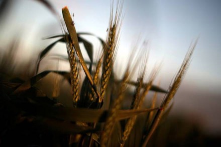 gst, gst rollout, gst launch, gst impact on crop production, gst impact on crop products, gst impact on agricultural products