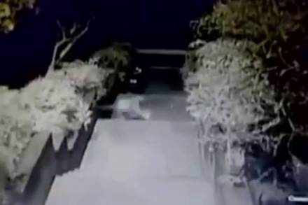 Leopard, Mumbai's Bombay Veterinary College, leopard, Bombay Veterinary College, Mumbai college, attacks dogs, Veterinary College, Mumbai