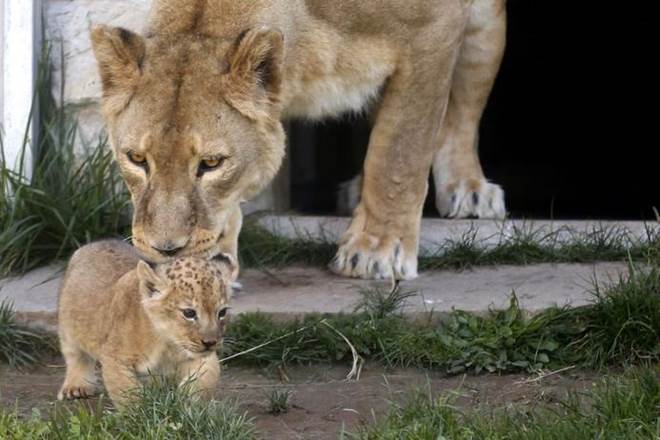 Gujarat forest department, Lion cub chased by car in Gujarat, Gir Wildlife Sanctuary, viral video of Lion's Cub chase, Lion Cub Junagadh Wildlife Circle, Junagadh Wildlife Circle