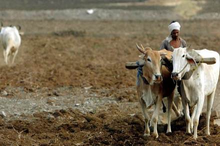 Congress, Maharashtra Agriculture, Maharashtra agriculture crisis, Maharashtra, ongoing agitation by farmers, BJP, Ashok Chavan, ongoing strike, farmer's strike, , justice to farmers