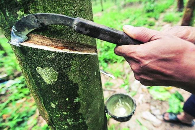 Natural rubber production, Natural rubber, Natural rubber industry, Natural rubber in india, Rubber Board, Pradhan Mantri Kaushal Vikas Yojana, PMKVY