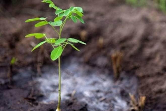 drone planting tree, drone capable of planting trees, drone planting trees, tree plantation by drones