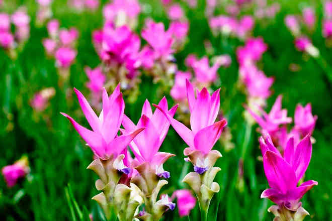 Siam Tulip is not actually a tulip but related to the ginger plant and grows across the province of Chaiyaphum Siam Tulip is not actually a tulip but related to the ginger plant and grows across the province of Chaiyaphum