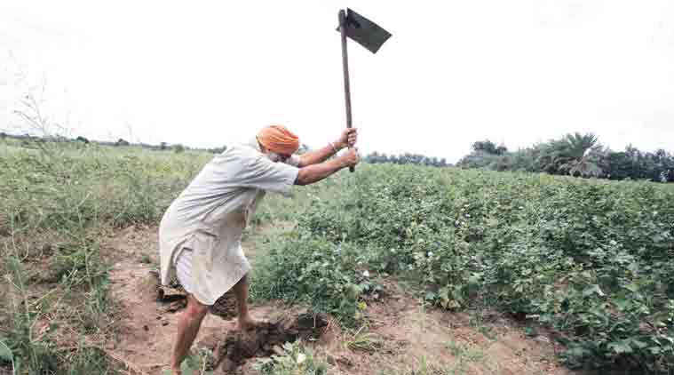 Pink Ballwarm, Maharashtra, Centre Pink Ballwarm, Maharashtra, Centre