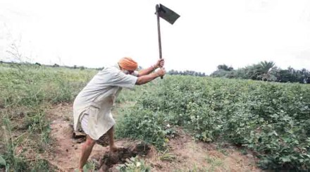 Pink Ballwarm, Maharashtra, Centre