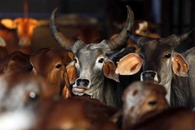 Cattle slaughter ban, Goa government, goa, Centre notification, Manohar Parrikar, sale and purchase of cattle