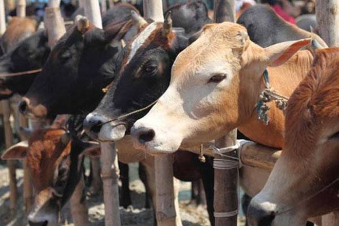 249 cattle seized, cattle, Bangla border in Meghalaya 249 cattle seized, cattle, Bangla border in Meghalaya
