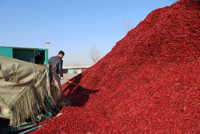 Chilli, Chilli news, Chilli price, Chilli price in india, Chilli price to come down, Chilli acreage, Chilli farmers, Chilli farmers india, Chilli farmers in india