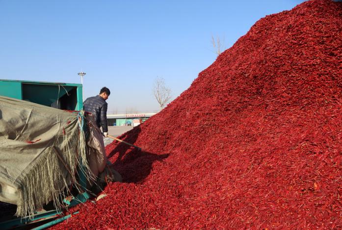 Chilli, Chilli news, Chilli price, Chilli price in india, Chilli price to come down, Chilli acreage, Chilli farmers, Chilli farmers india, Chilli farmers in india