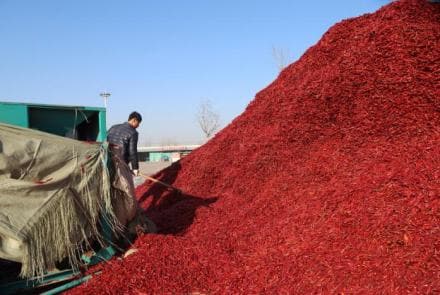 Chilli, Chilli news, Chilli price, Chilli price in india, Chilli price to come down, Chilli acreage, Chilli farmers, Chilli farmers india, Chilli farmers in india