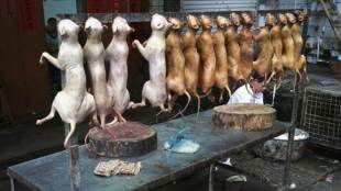 China's dog meat festival, China dog festival, dog festival china, ﻿China dog festival ban, ﻿China dog festival ban rumors, dog meat, China, strange Chinese festivals