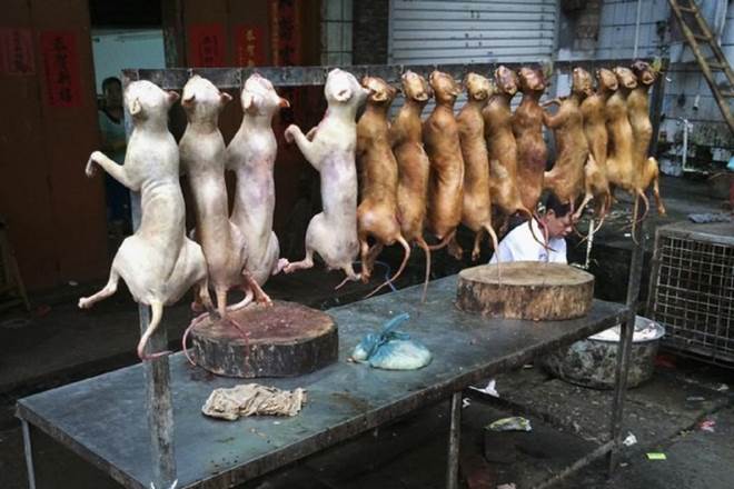China's dog meat festival, China dog festival, dog festival china, ﻿China dog festival ban, ﻿China dog festival ban rumors, dog meat, China, strange Chinese festivals
