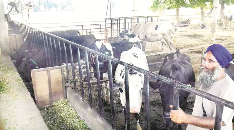 Meat exports, NDA government, Prevention of Cruelty to Animals rules 2017, india,  Uttar Pradesh government, beef meat, Apeda, ban sale of cattle Meat exports, NDA government, Prevention of Cruelty to Animals rules 2017, india,  Uttar Pradesh government, beef meat, Apeda, ban sale of cattle