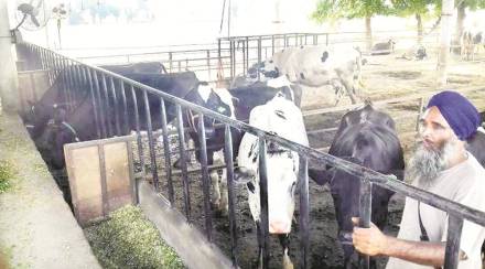 Meat exports, NDA government, Prevention of Cruelty to Animals rules 2017, india,  Uttar Pradesh government, beef meat, Apeda, ban sale of cattle Meat exports, NDA government, Prevention of Cruelty to Animals rules 2017, india,  Uttar Pradesh government, beef meat, Apeda, ban sale of cattle