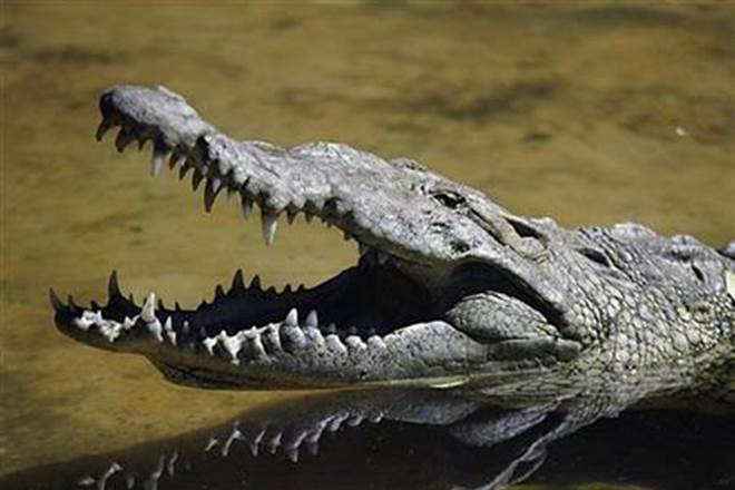 science news, crocodile fossile, 66 million year crocodile fossile, china, crocodile fossil china, research china, china Paleontologists science news, crocodile fossile, 66 million year crocodile fossile, china, crocodile fossil china, research china, china Paleontologists