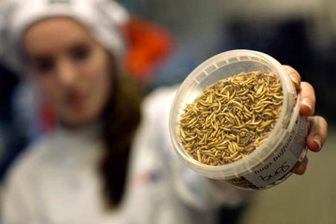 cumin, cumin prices, spices, spices market, indian spice growth cumin, cumin prices, spices, spices market, indian spice growth