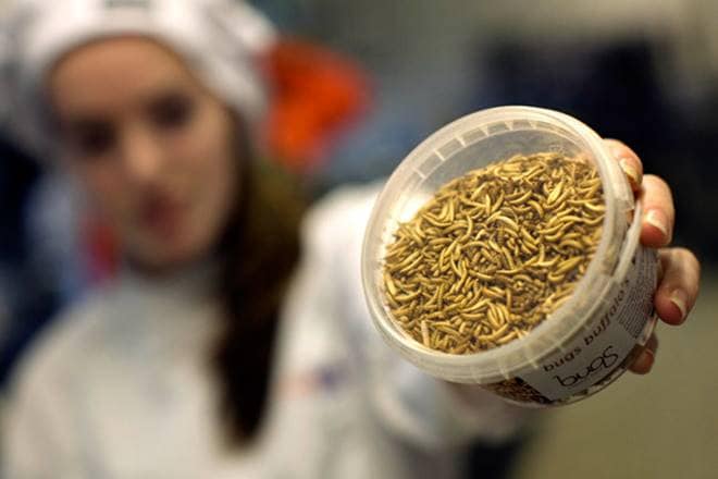 cumin, cumin prices, spices, spices market, indian spice growth