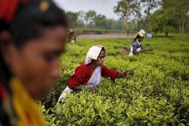 IIT Kharagpur Indiana University of Pennsylvania team study climate change effect on Darjeeling tea, darjeeling tea, Department of Architecture and Regional Planning, IIT-KGP, Department of Geography and Regional Planning IUP, Darjeeling tea uniqueness, climate change, environmental problems