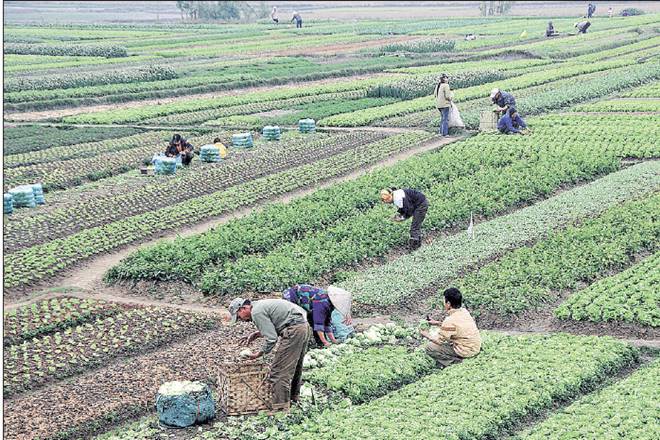 Monsoon, kharif crops, Meteorological Department, Long Period Average, kerala, Andhra Pradesh