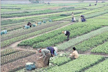 Monsoon, kharif crops, Meteorological Department, Long Period Average, kerala, Andhra Pradesh