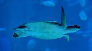 Human Medicines, Australia, Great Barrier Reef, Marine life